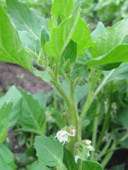Solanum physalifolium nitidibaccatum