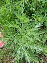 Artemisia absinthium