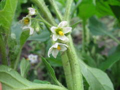 Solanum physalifolium nitidibaccatum