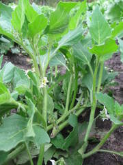 Solanum physalifolium nitidibaccatum