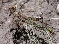 Caliadurgus fasciatellus