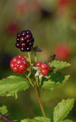 Rubus oklahomus