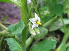 Solanum physalifolium nitidibaccatum