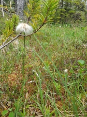 Eriophorum chamissonis