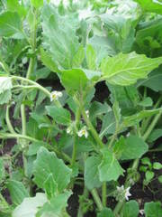 Solanum physalifolium nitidibaccatum