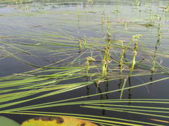 Sparganium gramineum