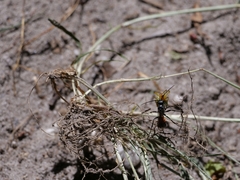 Caliadurgus fasciatellus