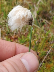 Eriophorum chamissonis