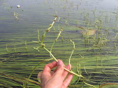 Sparganium gramineum