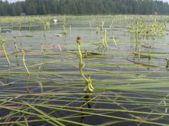 Sparganium gramineum