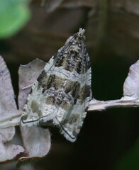 Orthotaenia