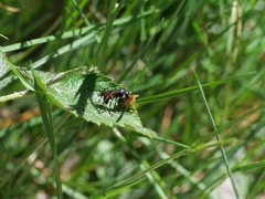 Caliadurgus fasciatellus