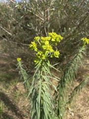 Euphorbia nereidum