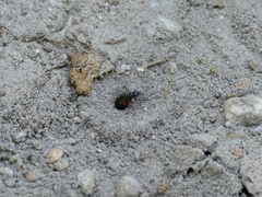 Caliadurgus fasciatellus