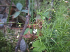 Stellaria longifolia