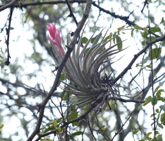 Tillandsia recurvifolia