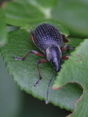 Otiorhynchus coecus