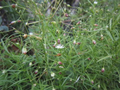 Stellaria longifolia
