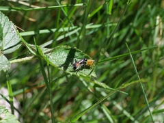 Caliadurgus fasciatellus