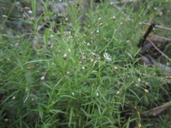 Stellaria longifolia