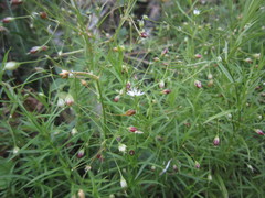 Stellaria longifolia