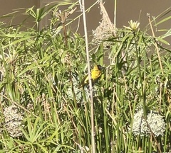 Ploceus velatus