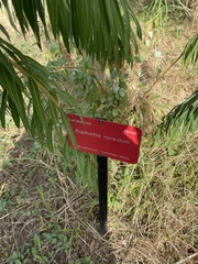 Euphorbia nereidum