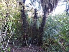 Trithrinax schizophylla