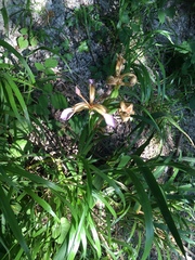 Iris foetidissima