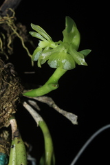 Epidendrum scharfii