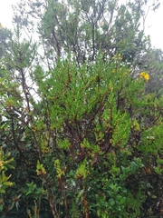 Hypericum goyanesii