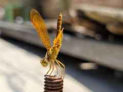 Perithemis intensa