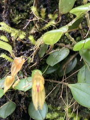 Lepanthes effusa