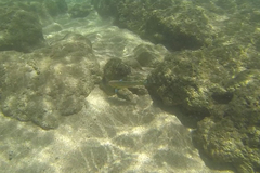 Thalassoma trilobatum