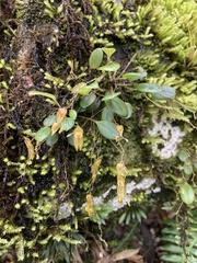 Lepanthes effusa