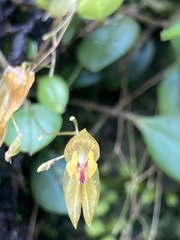 Lepanthes effusa