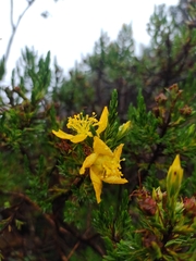 Hypericum goyanesii