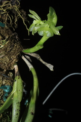 Epidendrum scharfii