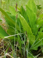 Carex livida