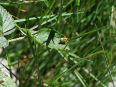 Araniella cucurbitina