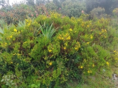 Hypericum goyanesii