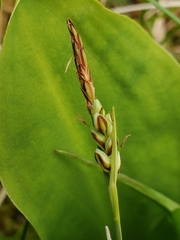 Carex livida