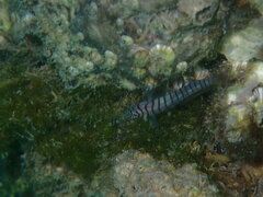 Tigrigobius macrodon