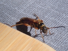 Necydalis cavipennis