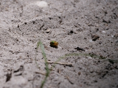 Araniella cucurbitina