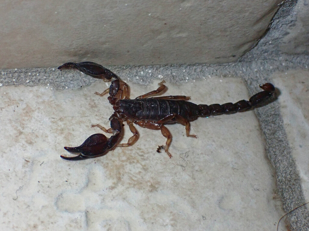 Didymocentrus martinicae