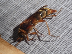 Necydalis cavipennis