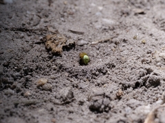 Araniella cucurbitina