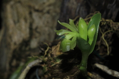 Epidendrum scharfii