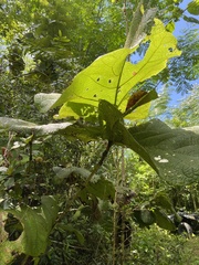 Coccoloba pubescens